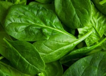 Benifits of Spinach: By consuming spinach juice daily, you will get rid of these diseases, learn how to make