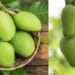 Raw Mangoes Benefits Consumption of raw mangoes is a panacea for many diseases.