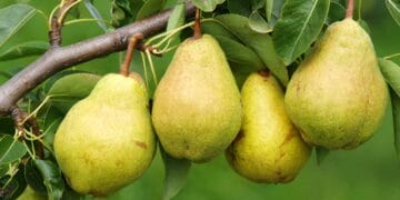 Make Tasty Dishes with Pear Fruit, Beneficial for Health