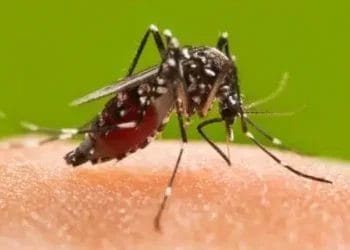 Keep these things in mind to avoid dangerous diseases like dengue, malaria during the rainy season