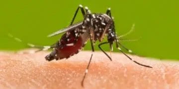 Keep these things in mind to avoid dangerous diseases like dengue, malaria during the rainy season