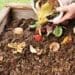 Make organic manure at home, give new life to your plants