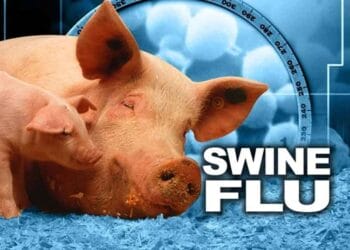 swine-flu