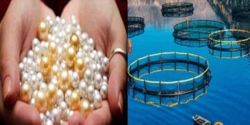 pearl-farming