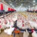 poultry-farm