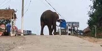 Elephant Chandil Dam