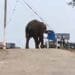 Elephant Chandil Dam