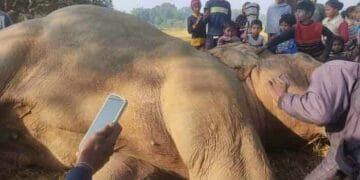 Khunti Elephant Death