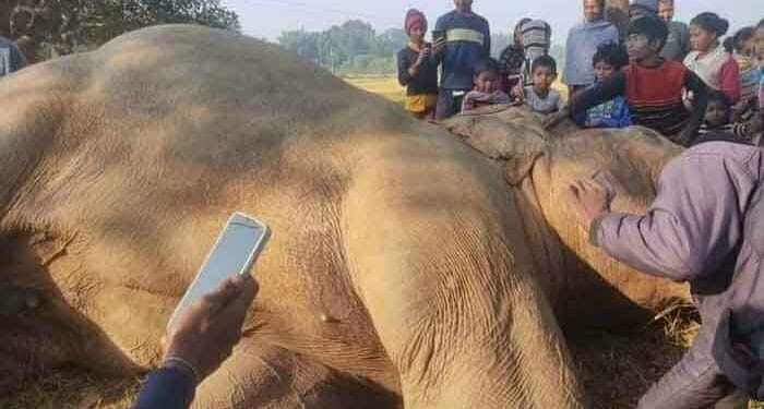 Khunti Elephant Death