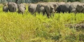 Lohardaga Wild Elephants