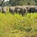 Lohardaga Wild Elephants