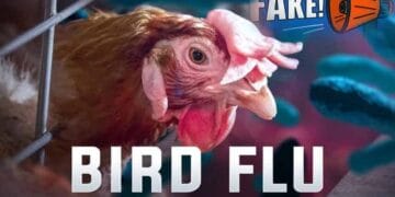 Bird FLU