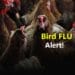 Bird Flu 2