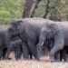 Wild Elephants