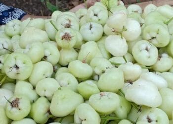 white berries