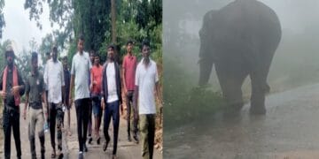 Injured wild elephant created terror in the village, Reliance Foundation came forward for treatment