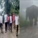 Injured wild elephant created terror in the village, Reliance Foundation came forward for treatment