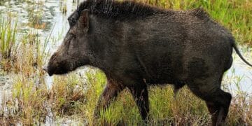 A campaign will be launched to kill Nilgais and wild boars in 5 districts of Bihar, the minister said…