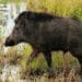 A campaign will be launched to kill Nilgais and wild boars in 5 districts of Bihar, the minister said…