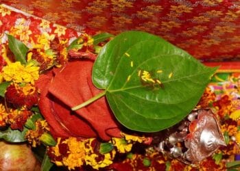 Do these remedies related to betel leaf in Navratri, surefire ways to get success, love and money in life