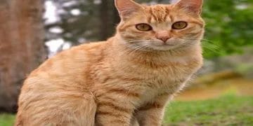 FIR on Cat Death